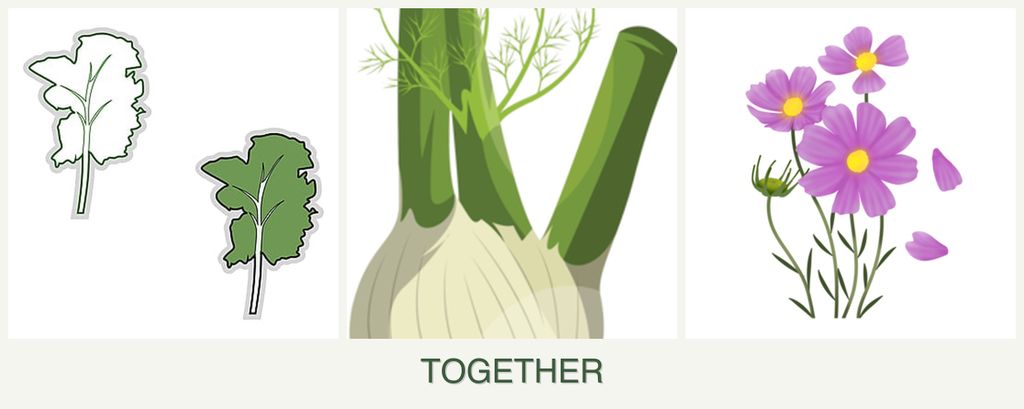 Can you plant kale, fennel and cosmos together?