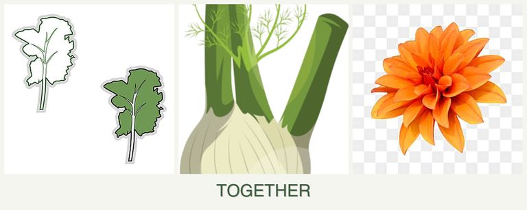 Can you plant kale, fennel and dahlias together?