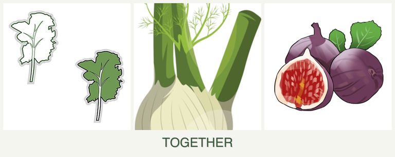 Can you plant kale, fennel and figs together?
