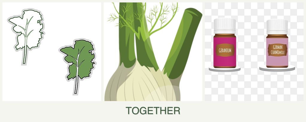 Can you plant kale, fennel and geraniums together?
