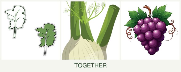 Can you plant kale, fennel and grapes together?