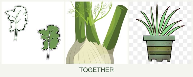 Can you plant kale, fennel and lemongrass together?
