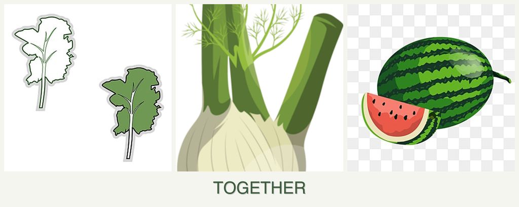 Can you plant kale, fennel and melons together?