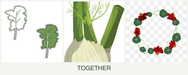 Can you plant kale, fennel and nasturtiums together?