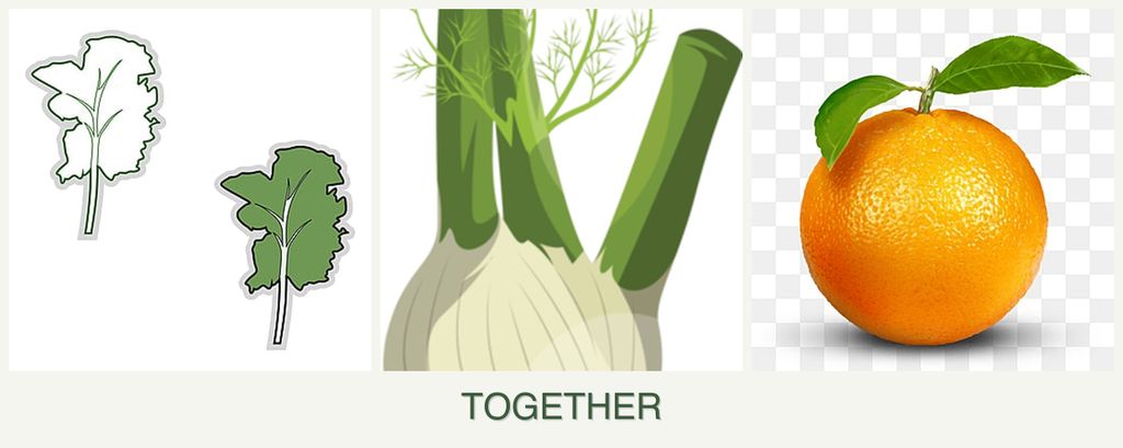 Can you plant kale, fennel and oranges together?