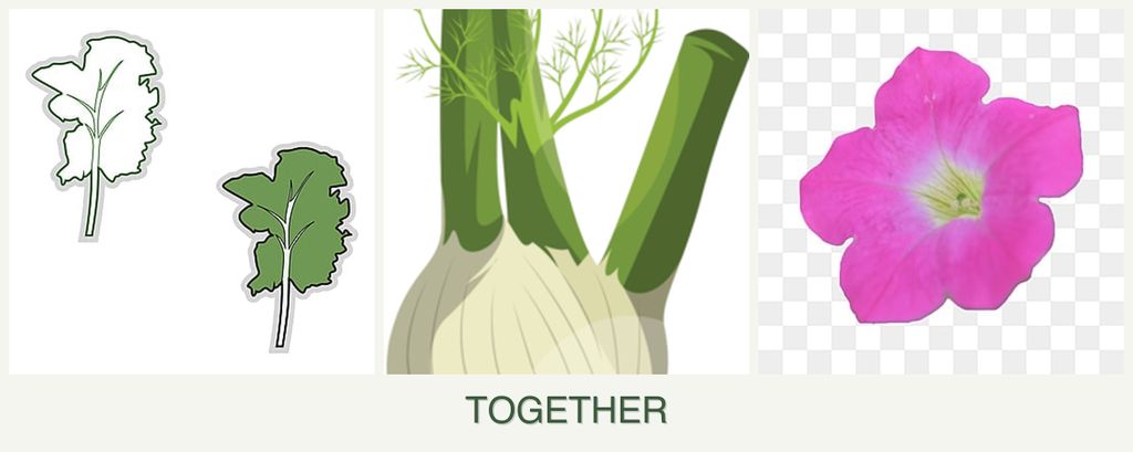 Can you plant kale, fennel and petunias together?