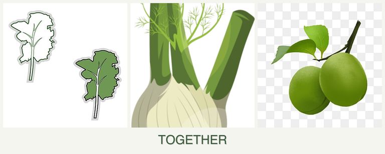 Can you plant kale, fennel and plums together?