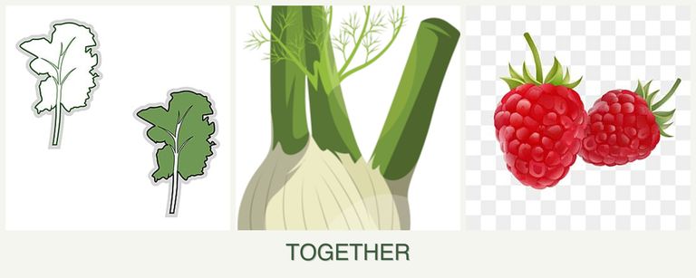 Can you plant kale, fennel and raspberries together?