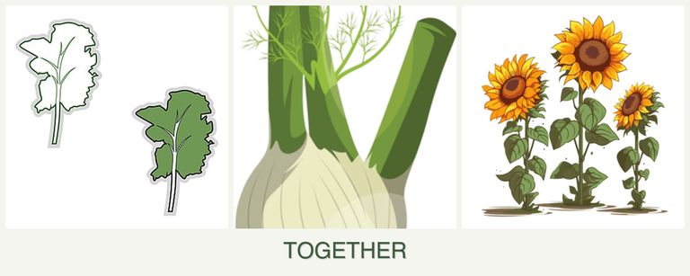 Can you plant kale, fennel and sunflowers together?