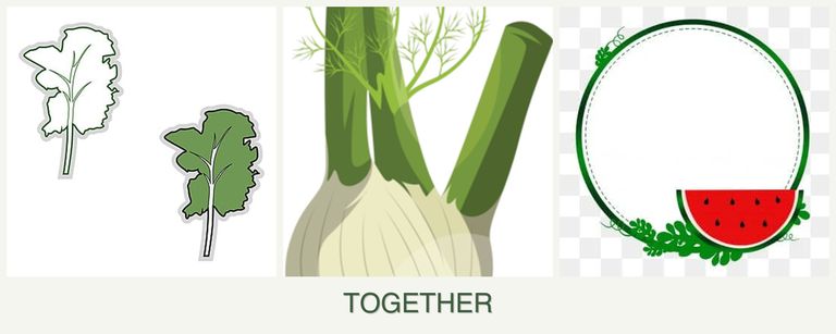 Can you plant kale, fennel and watermelons together?