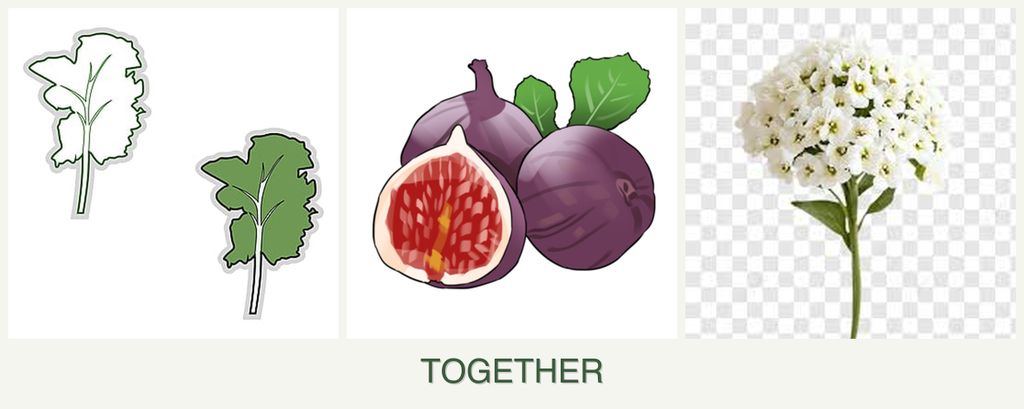 Can you plant kale, figs and alyssum together?