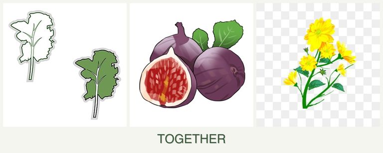 Can you plant kale, figs and calendula together?