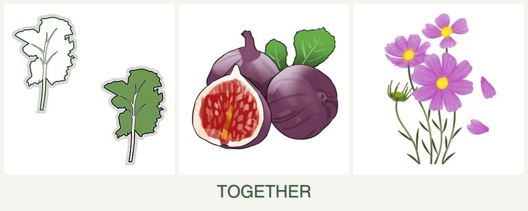 Can you plant kale, figs and cosmos together?