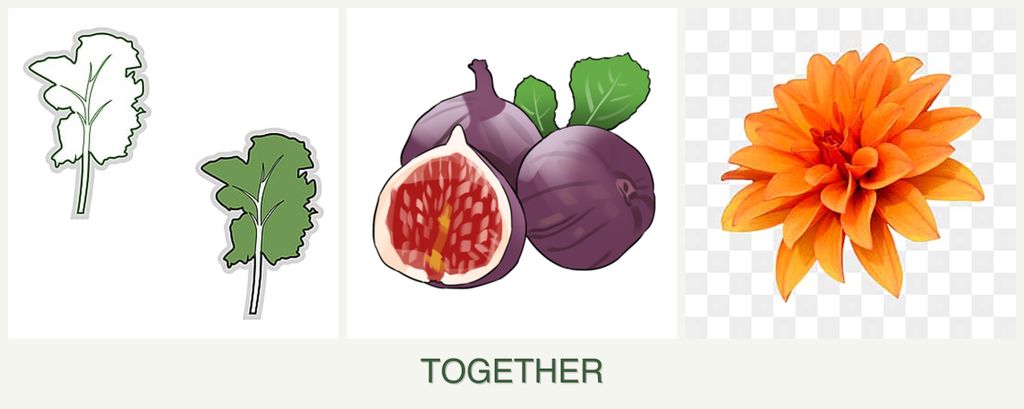 Can you plant kale, figs and dahlias together?