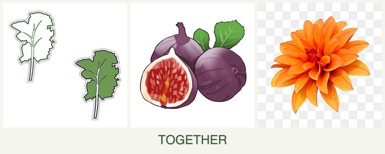 Can you plant kale, figs and dahlias together?