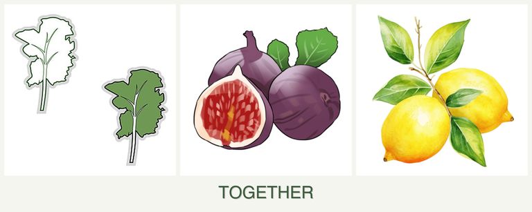 Can you plant kale, figs and lemons together?