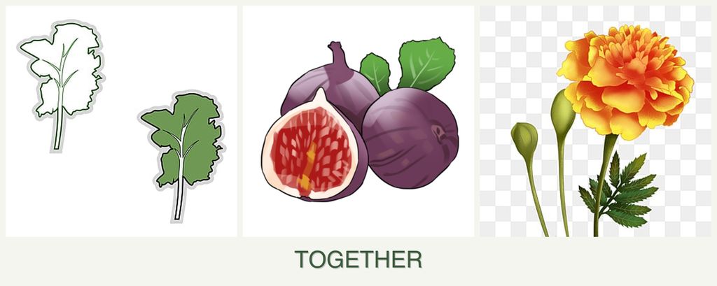 Can you plant kale, figs and marigolds together?