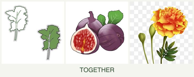 Can you plant kale, figs and marigolds together?