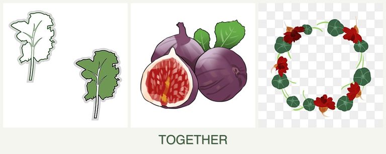 Can you plant kale, figs and nasturtiums together?