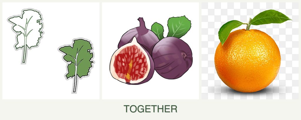 Can you plant kale, figs and oranges together?