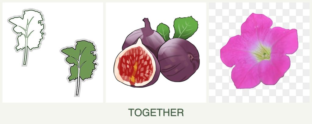 Can you plant kale, figs and petunias together?