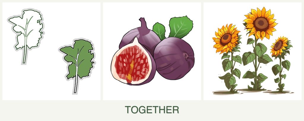 Can you plant kale, figs and sunflowers together?