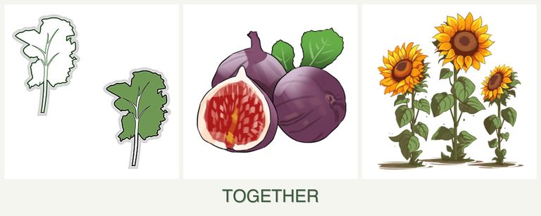 Can you plant kale, figs and sunflowers together?