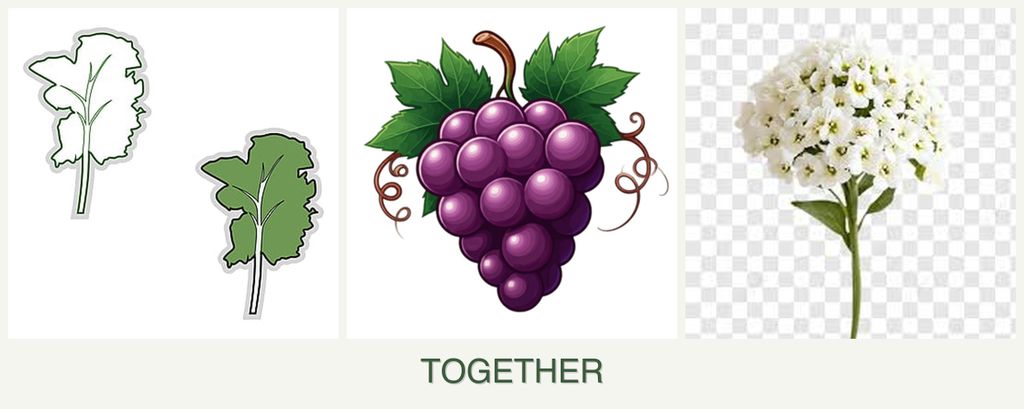 Can you plant kale, grapes and alyssum together?