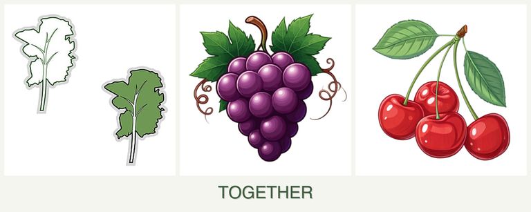 Can you plant kale, grapes and cherries together?