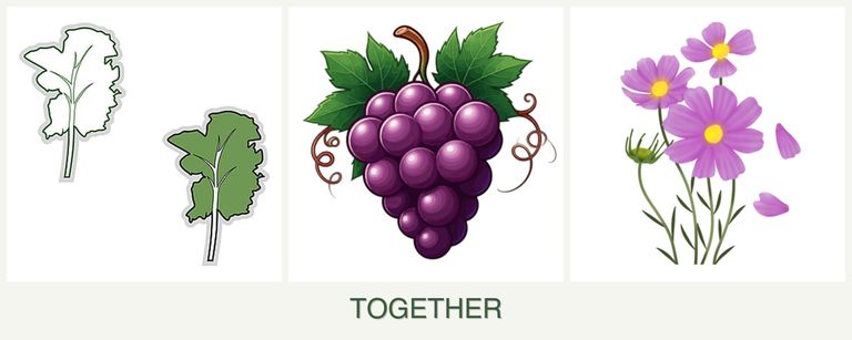 Can you plant kale, grapes and cosmos together?