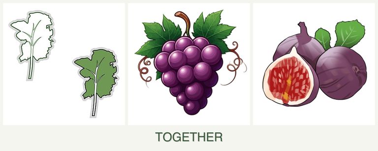 Can you plant kale, grapes and figs together?