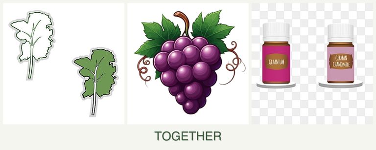 Can you plant kale, grapes and geraniums together?
