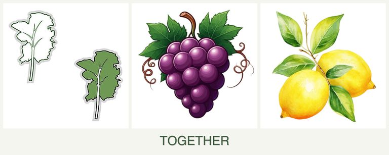 Can you plant kale, grapes and lemons together?
