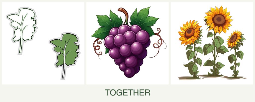 Can you plant kale, grapes and sunflowers together?