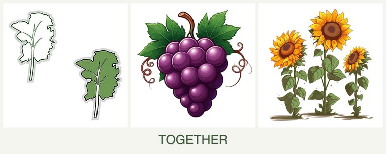 Can you plant kale, grapes and sunflowers together?