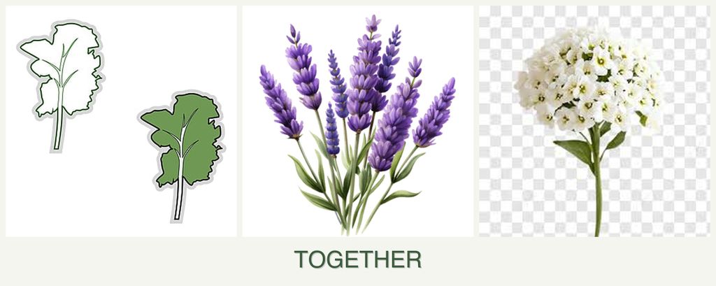 Can you plant kale, lavender and alyssum together?
