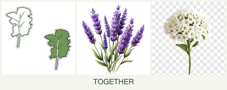 Can you plant kale, lavender and alyssum together?