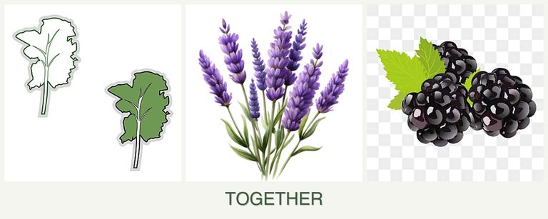 Can you plant kale, lavender and blackberries together?