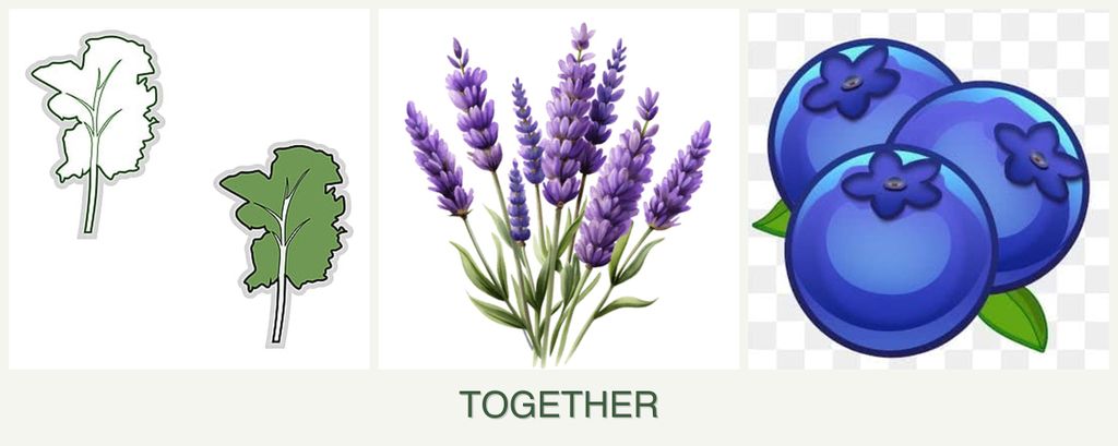 Can you plant kale, lavender and blueberries together?