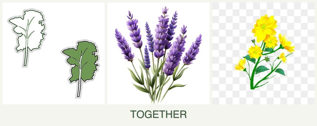 Can you plant kale, lavender and calendula together?