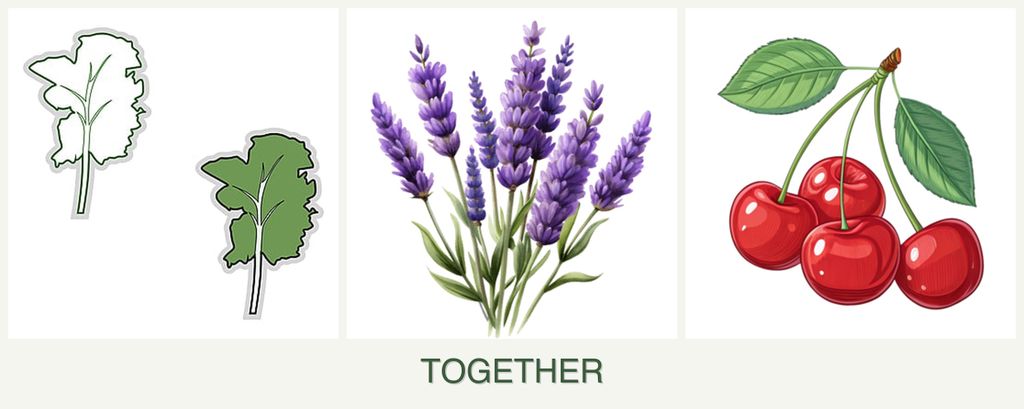 Can you plant kale, lavender and cherries together?