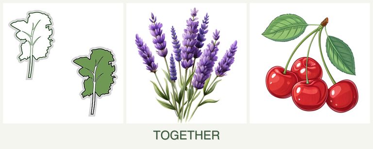 Can you plant kale, lavender and cherries together?