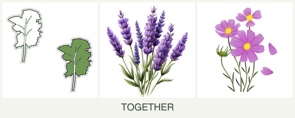 Can you plant kale, lavender and cosmos together?