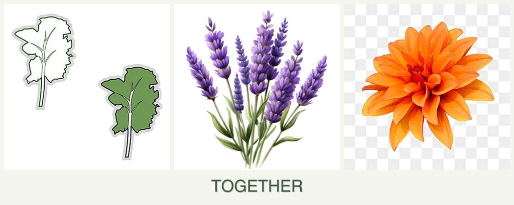 Can you plant kale, lavender and dahlias together?