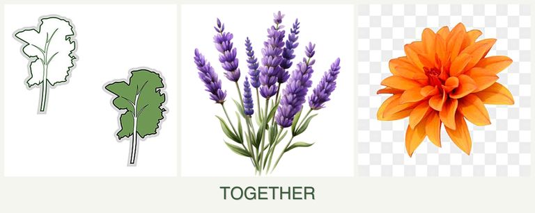 Can you plant kale, lavender and dahlias together?