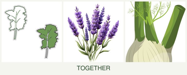 Can you plant kale, lavender and fennel together?