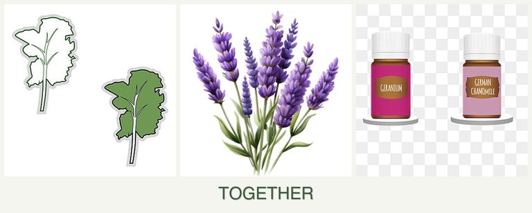 Can you plant kale, lavender and geraniums together?