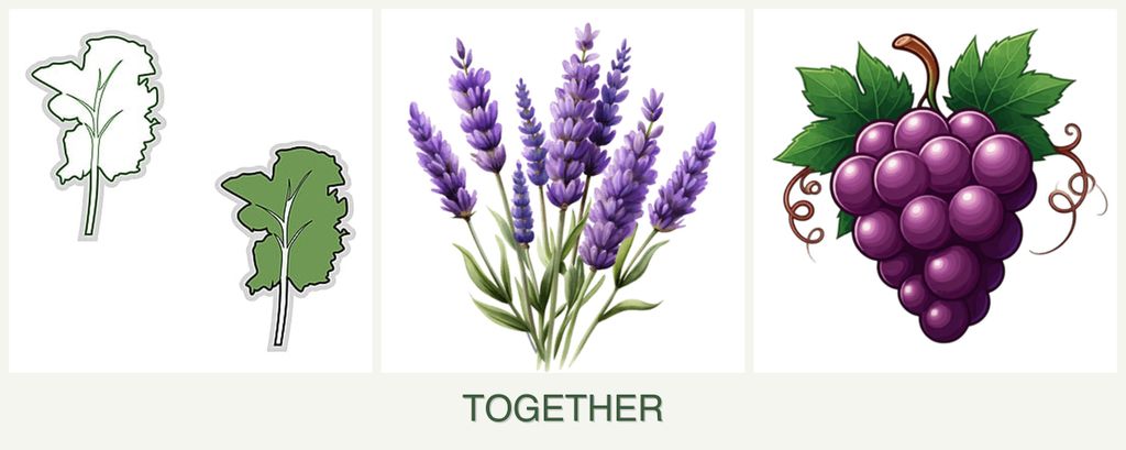Can you plant kale, lavender and grapes together?