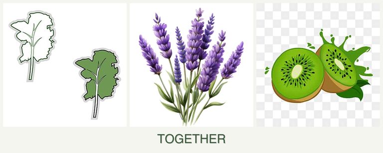 Can you plant kale, lavender and kiwi together?