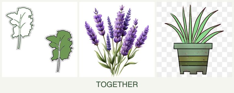 Can you plant kale, lavender and lemongrass together?